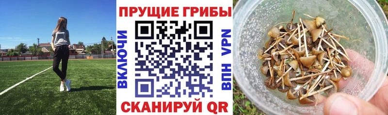 Купить  Североуральск  Галлюциногенные грибы Psilocybe 
